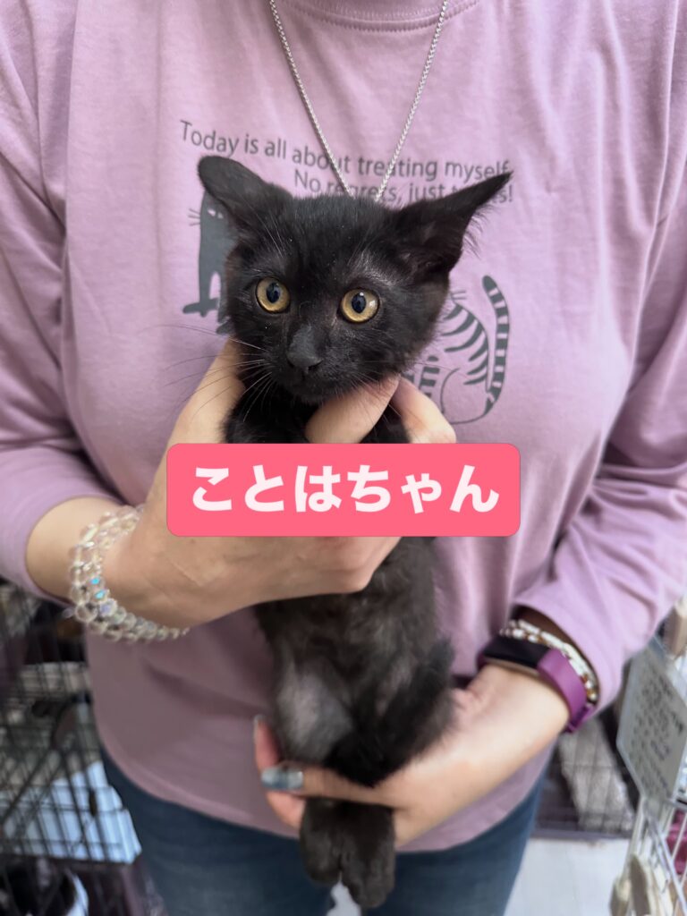 里親募集中の猫たち | 非営利型一般社団法人Everypawdy